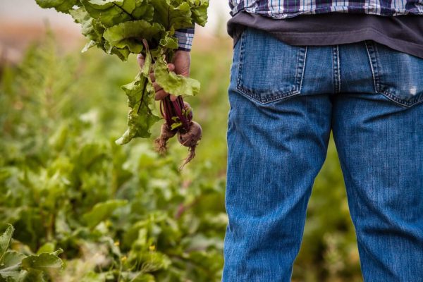 ubezpieczenie rolnika częstochowa